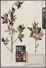 Foto von Salix caprea L. x Salix eleagnos Scop.
